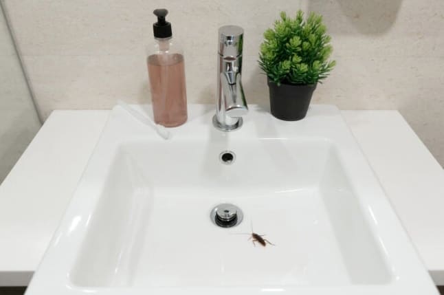 Megoldva! Mik azok az apró fekete bogarak a fürdőszobában?