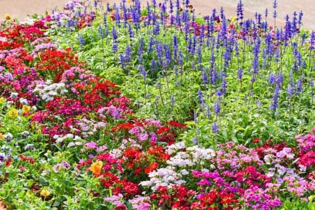 20 Évelő növény, amelyet ősszel kell ültetni a gyönyörű tavaszi virágokhoz