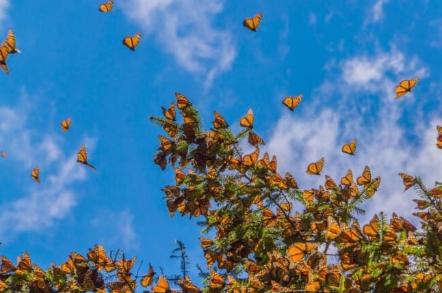 7 Dolog, amit nem tudott az éves monarch-pillangó vándorlásról