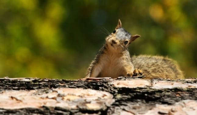 A mókusok 7 fajtája, amit mindenkinek ismernie kell, akinek van háztáji kertje