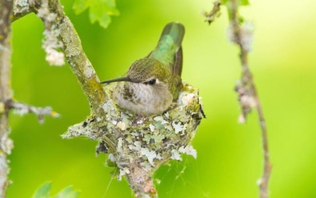 6 Hihetetlen dolog, amit a kolibri fészkekről tudni kell