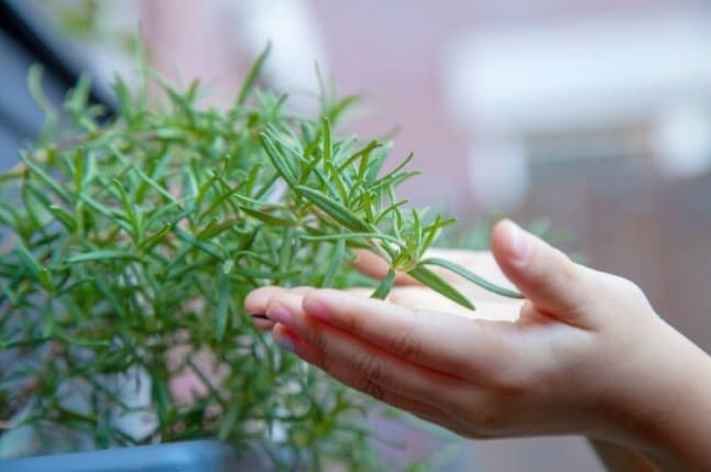 7 Fontos dolog, amit a szabadföldi gyógynövénytermesztésről tudni kell