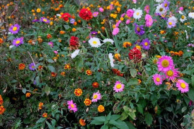 Későn virágzók: 25 nyári virág, hogy megőrizze a színt a kertjében