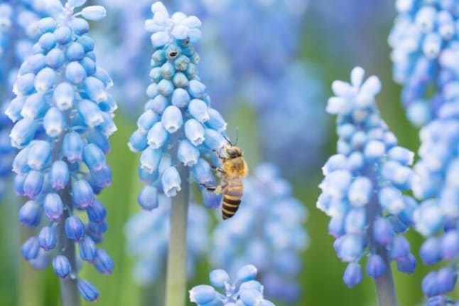 20 Virág, amely vonzza a méheket a kertbe