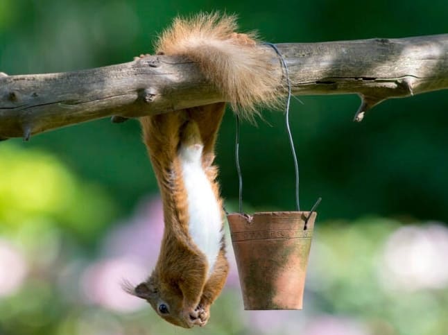 7 Fontos dolog, amit tudnod kell a mókusetetődről