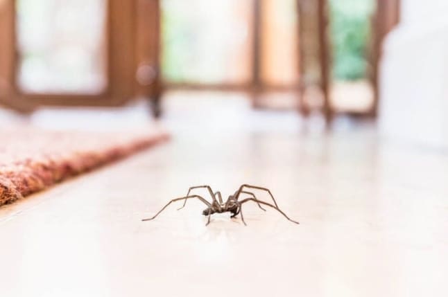 Megoldva! Miért van olyan sok pók a házamban?