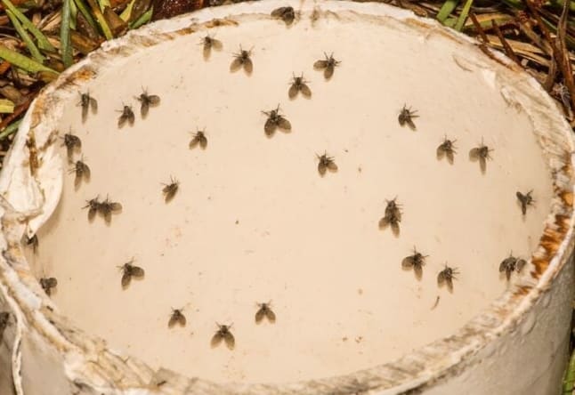 8 Rovar, amelyek lehetnek a kis fekete repülő bogarak a házában (amelyek nem gyümölcslegyek)
