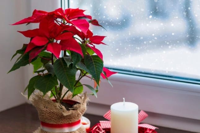 11 Karácsonyi növény, amely feldobja az ünnepi dekorációt