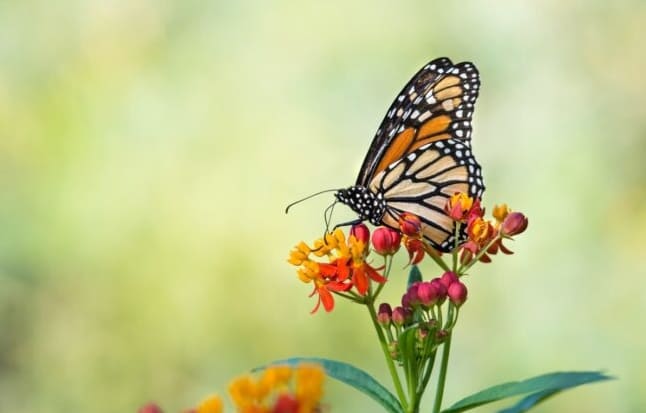 15 Virág, amelyek vonzzák a pillangókat