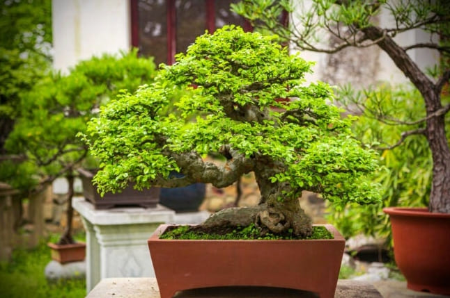 6 Fajta bonsai fa, amely a legjobb kezdőknek