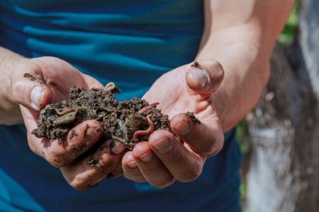 7 Ok, amiért érdemes szeretni a földigilisztákat – és hogyan lehet még több földigilisztát vonzani a kertbe