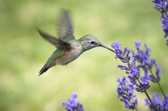 6 Tuti módszer a kolibrik udvarra csalogatására