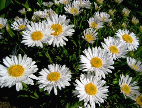Fehér virágok kiválasztása a kertbe