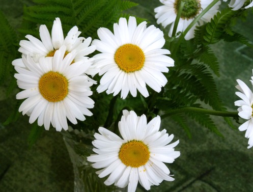 Fehér virágok kiválasztása a kertbe