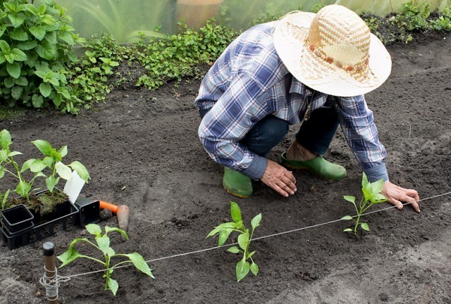 Mikor szabad paradicsomot, uborkát és paprikát ültetni a szabadba: feltételek