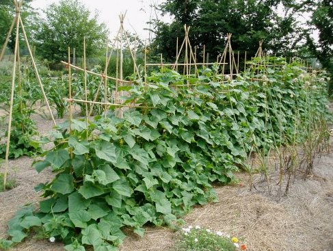 Mikor és hogyan kell uborkát ültetni az országban?