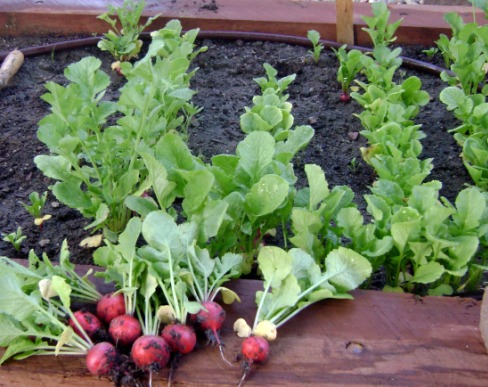 Retek - az első tavaszi zöldségeket a kertben termesztjük