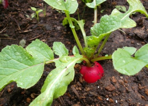 Retek - az első tavaszi zöldségeket a kertben termesztjük
