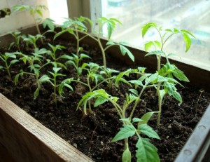 Mikor kell paprika, paradicsom és más zöldségfélék palántáit ültetni?