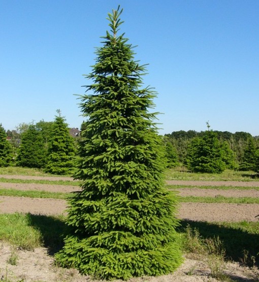 Ültetési jellemzők és különféle nagy fák