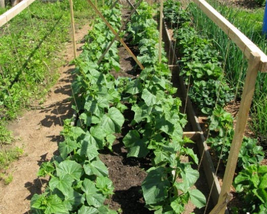 A zöldségültetés és a szabadföldi termesztés jellemzői