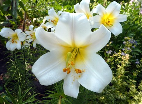 A liliom népszerű fajták. Az ültetés, a termesztés és az ápolás jellemzői