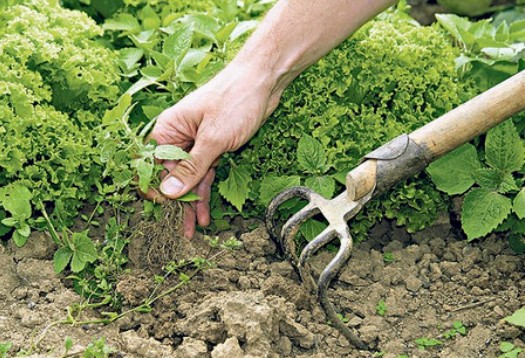 Hogyan lehet megszabadulni a gyomtól a kertben: hatékony módszerek és eszközök
