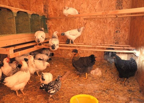 Hogyan lehet saját kezűleg felépíteni egy kis tyúkólot 10-20 csirke számára?