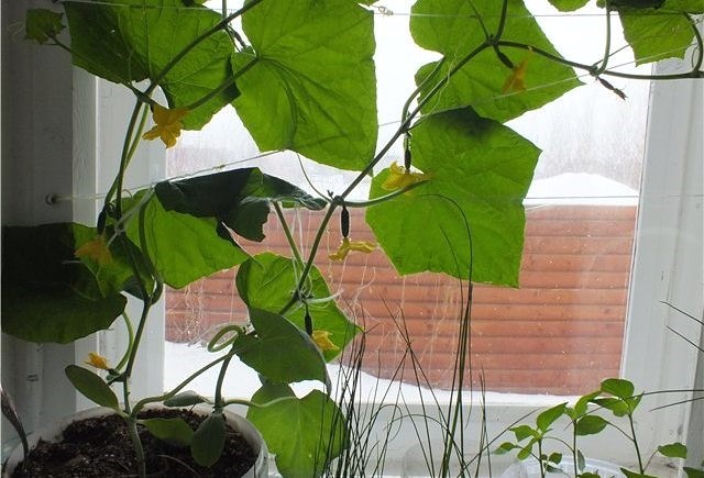 Lehet-e télen uborkát termeszteni ablakpárkányon vagy erkélyen?