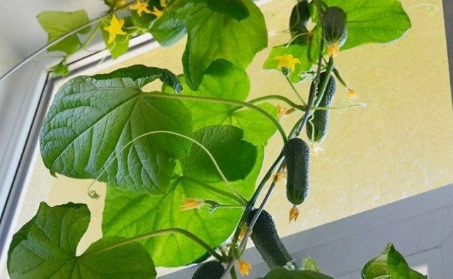 Lehet-e télen uborkát termeszteni ablakpárkányon vagy erkélyen?