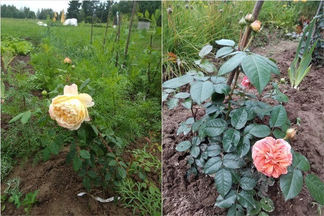 A rózsák metszése és menedékhelye télire: fényképes utasítás egy tapasztalt kertésztől