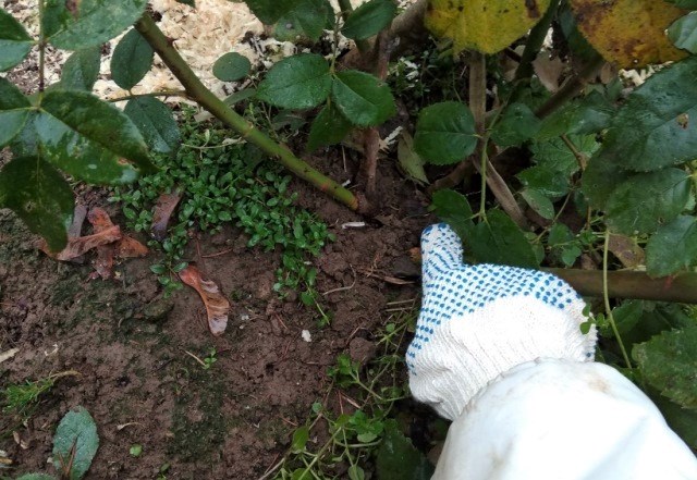 A rózsák metszése és menedékhelye télire: fényképes utasítás egy tapasztalt kertésztől