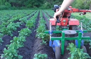 Burgonya gyalogolása hátsó traktorral: agrotechnikai indoklás és árnyalatok a folyamatról