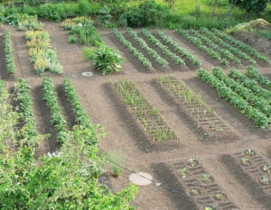 A zöldségültetés és a szabadföldi termesztés jellemzői