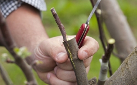 Hogyan lehet a gyümölcsfát megfelelően ültetni a saját kezével?