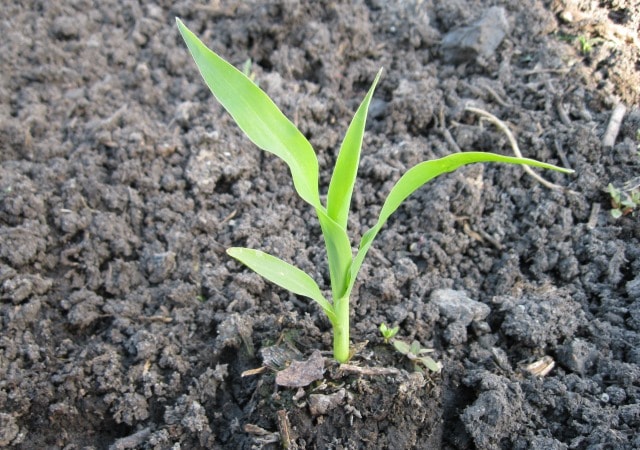 Kukoricát ültetünk nyílt terepre: ültetés időzítése, termesztés és gondozás