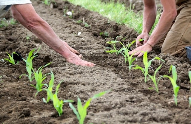 Kukoricát ültetünk nyílt terepre: ültetés időzítése, termesztés és gondozás