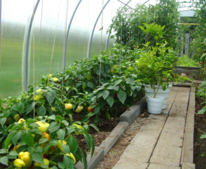 A legjobb zöldségfajták kiválasztása az üvegházhoz
