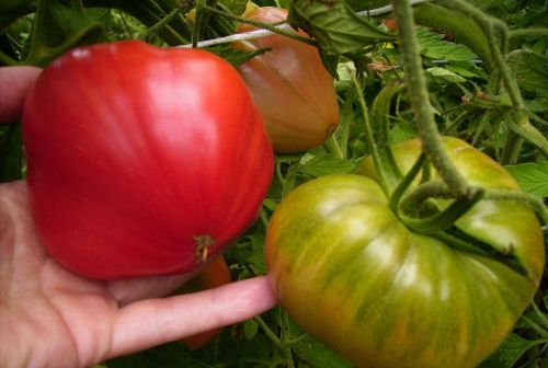 A legjobb zöldségfajták kiválasztása az üvegházhoz