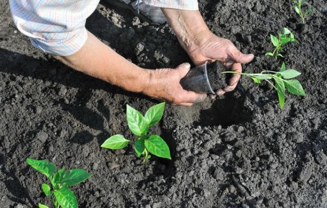 Borsfajták a szabad talajhoz, az ütemezés és a palánták ültetésének jellemzői
