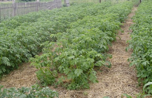 Burgonyaültetés - mikor és hogyan kell ültetni, az ültetés időzítése és módszerei
