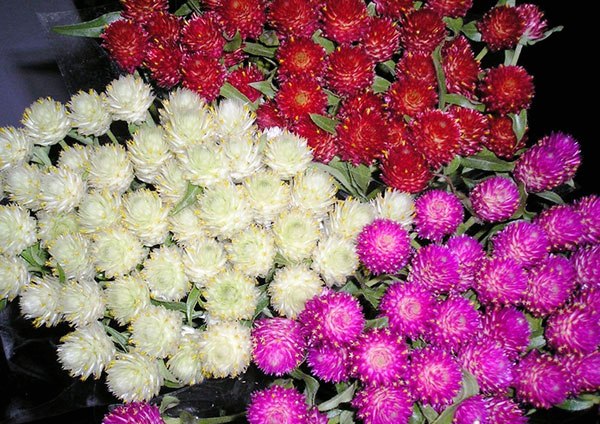 Szárított virágok: 20 legszebb növény és összetételi ötlet