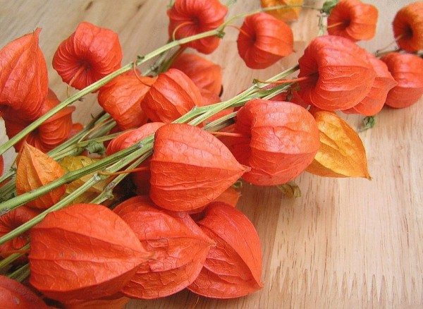 Szárított virágok: 20 legszebb növény és összetételi ötlet