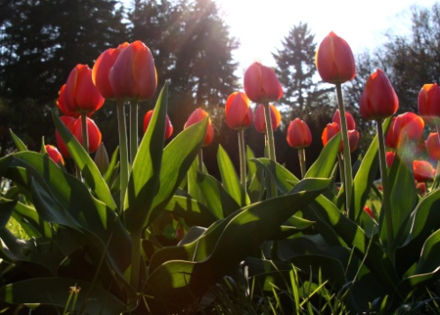 Tulipán - az ültetés, a termesztés és az ápolás jellemzői. Mikor és hogyan kell ültetni?