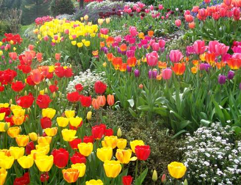 Tulipán - az ültetés, a termesztés és az ápolás jellemzői. Mikor és hogyan kell ültetni?
