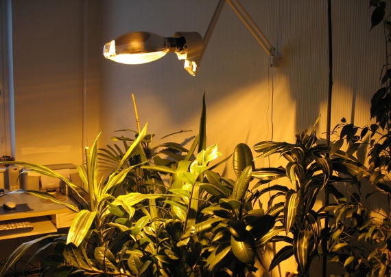 Fito-lámpák (fito-lámpák) - lámpák növények és palánták megvilágításához