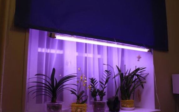 Fito-lámpák (fito-lámpák) - lámpák növények és palánták megvilágításához