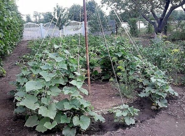 Hogyan készítsünk trellise-t az uborkához és a paradicsomhoz: lehetőségek a zöldségek támogatására