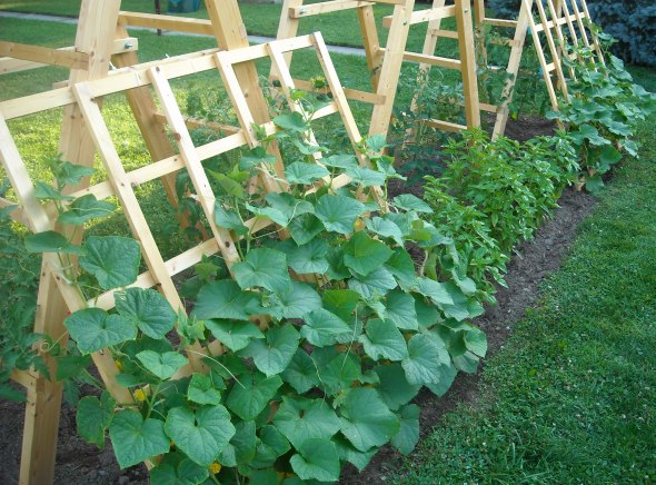 Hogyan készítsünk trellise-t az uborkához és a paradicsomhoz: lehetőségek a zöldségek támogatására