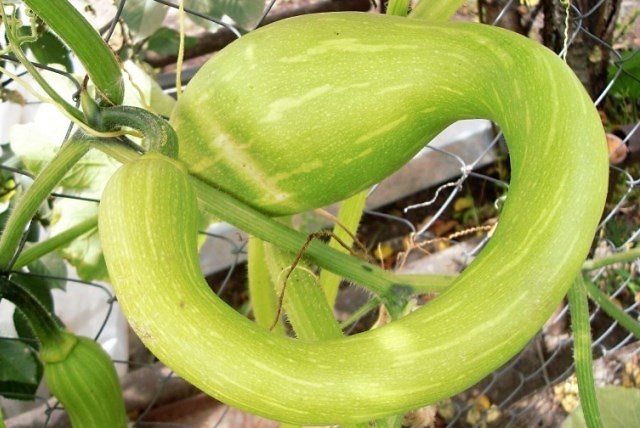 Cukkini termesztése a nyílt terepen: fajták, időzítés és ültetési jellemzők